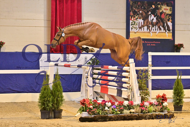 29 NLD003202101779 Pegase van het Ruytershof - Cascadello I - Cumano DSC_4040 | <meta name="description" content="★Offizieller Merchandise und Foto-/Videostore des Oldenburger Verbandes.★ ✅Jetzt auch digital Ausdrucke erhältlich." />
<meta name="keywords" content="Merchandise Foto-/Videostore Oldenburger Verband Photographie 