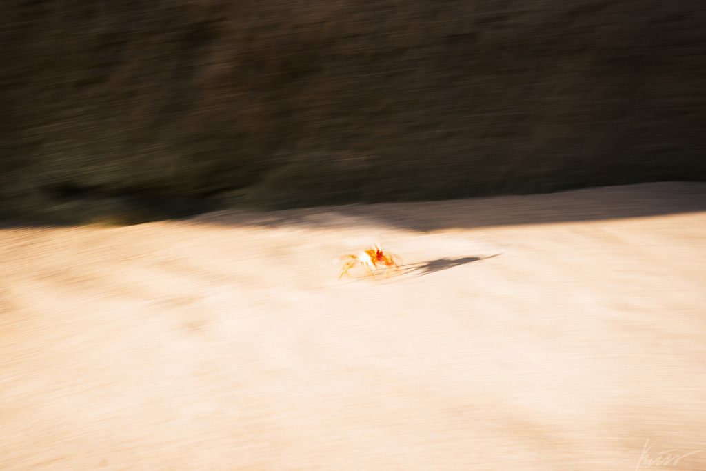 _DSC4524 | In meinem Onlineshop biete ich nur sehr kritisch ausgewählte Fotografien an. Diese sind von meinen Reisen oder Kurztrips. Ich habe sie ausgewählt, da diese meiner Meinung Nach wunderbare Wandbilder darstellen.  - Realisiert mit Pictrs.com