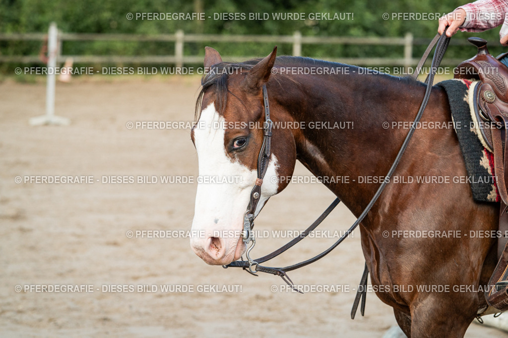 DSC05925 | Pferdegrafie