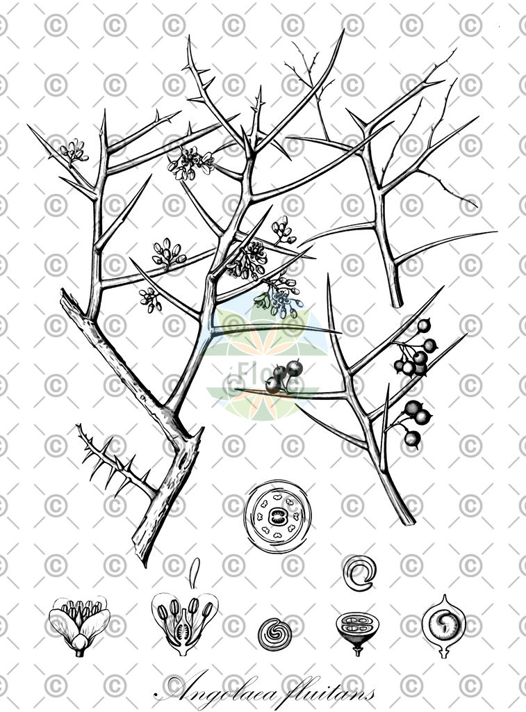 HistAbb_wfo-0000536542_449_ENZY_Simple | Historische Abbildung von Angolaea fluitans - Podostemaceae | Historical Illustration of Angolaea fluitans - Podostemaceae