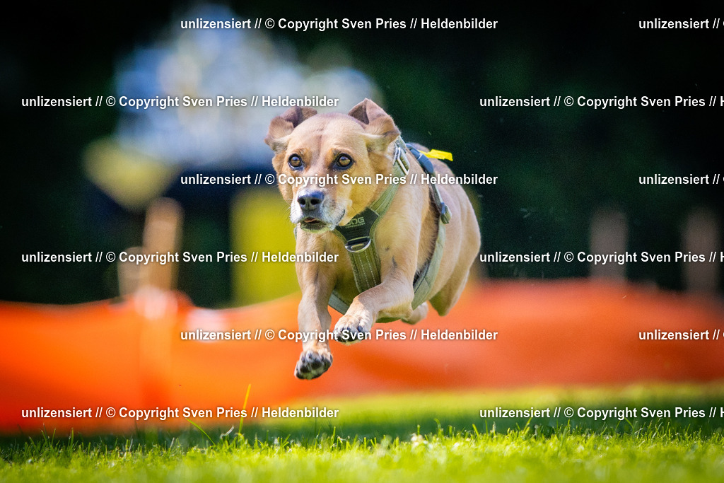 Sven Pries | 2025-08-10 - Hunderennen Durlach - Realisiert mit Pictrs.com