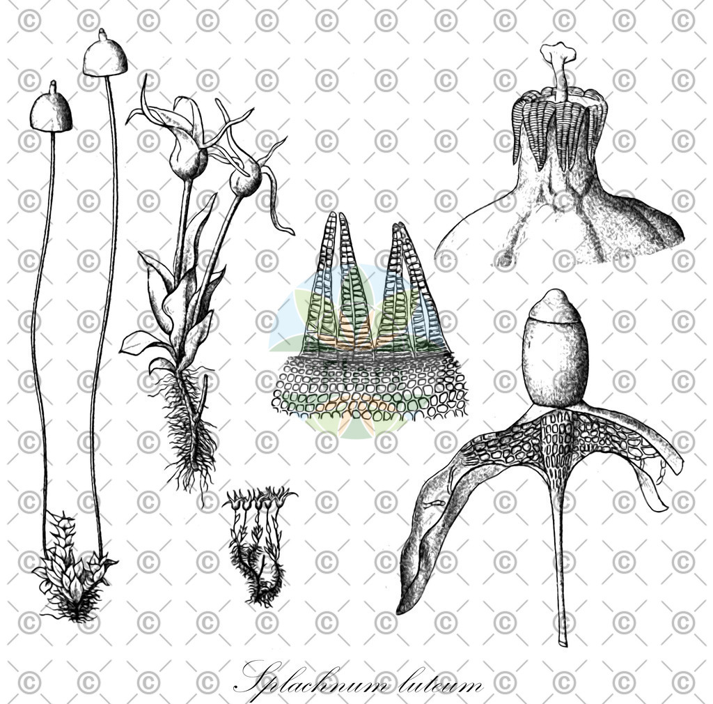 HistAbb_wfo-0000435462_1_ENZY_Simple | Historische Abbildung von Splachnum luteum - Splachnaceae | Historical Illustration of Splachnum luteum - Splachnaceae