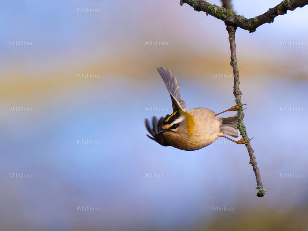 Wildlinse-251215-4 | Willkommen bei Wildlinse. Wildtierfotografien aus Schleswig-Holstein: Entdecke einzigartige Fine-Art-Prints und Poster, die Ruhe, Wildnis und die Schönheit unserer heimischen Tierwelt in dein Zuhause bringen. - Realisiert mit Pictrs.com
