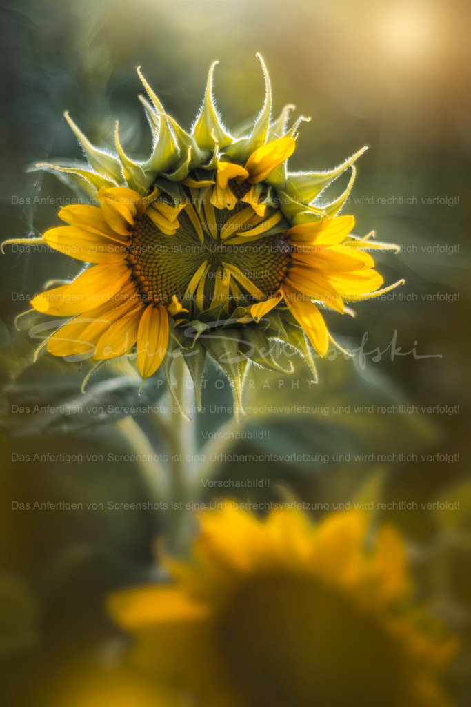 A New Beginning | Exklusive Naturfotografie für stilvolle Wanddekoration ★ Premium Wandbilder Made in Germany ✔️ FineArt Drucke & Downloads ✔️ Brillante Farben, höchste Qualität & weltweiter Versand ✔️ - Realisiert mit Pictrs.com