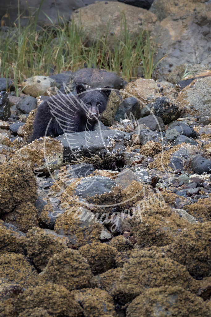 eyes of the coast - black bear cub, canada | Authentische Landschafts- & Wildtierfotografie aus der Schweiz. Hochwertige Wandbilder, Fine-Art-Prints und Wunschmotive nach Auftrag – sorgfältig entwickelt im Grumagraphy-Style