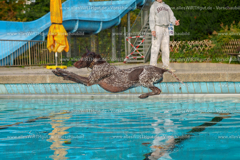 Hundeschwimmen_Grefrath_2026-allesWIRTHgut_Tierfotografie-09_06-7R502122 | Professionelle Tierfotografie in Mönchengladbach von Daniel Wirth (allesWIRTHgut). Liebevolle & natürliche Bilder von Hunden & Katzen für unvergessliche Erinnerungen.