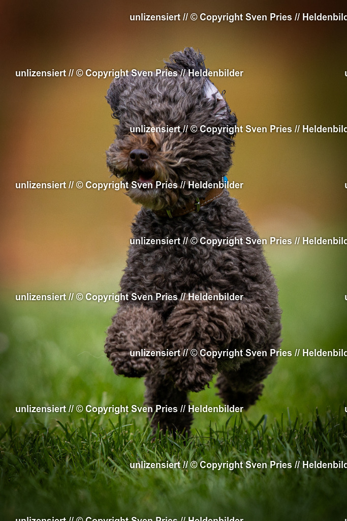 Sven Pries | 2025-04-13 - Hunderennen Baden-Baden - Realisiert mit Pictrs.com