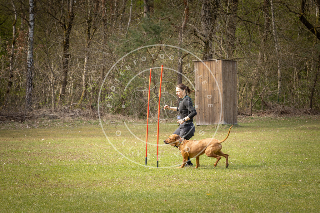 Pfotenfotografie_DV3A7157 | Hundefotografie, Tierfotograf, Pfotenfotografie, Fotoshooting Hund, Hunde Portrait, Hundesport, Hundeportraits, Heideshooting, Hunde, Sportfotograf, Hundefotograf, Turnierhundsport, THS,  - Realisiert mit Pictrs.com