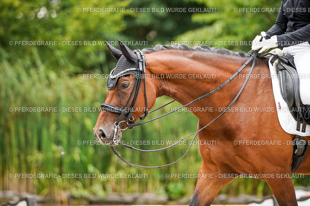 DSC07332 | Pferdegrafie