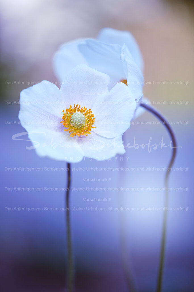Großes Windröschen | Zwei Windroeschen vor pastellfarbenem, violetten Hintergrund - Realisiert mit Pictrs.com