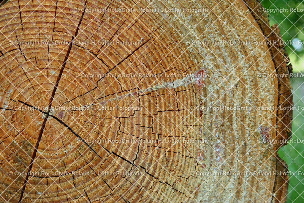 Holz | Stirnholzbild eines Baumstammes - Realisiert mit Pictrs.com
