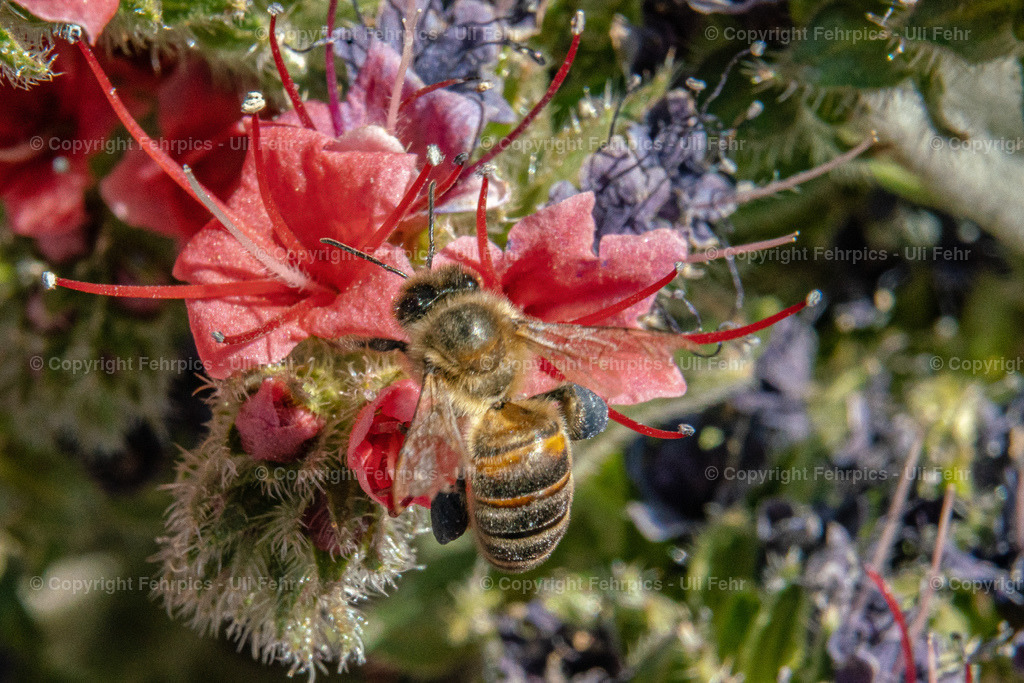 Bee at a Tajinaste Rojo | Fehrpics - hochwertige Fotoprodukte rund um Landschaft, Natur, Sterne & Milchstraße. - Realisiert mit Pictrs.com