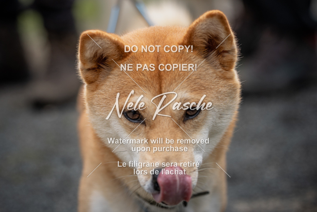 nelerasche_TheGame2026_SaCampEinlauf_30 | nelerasche