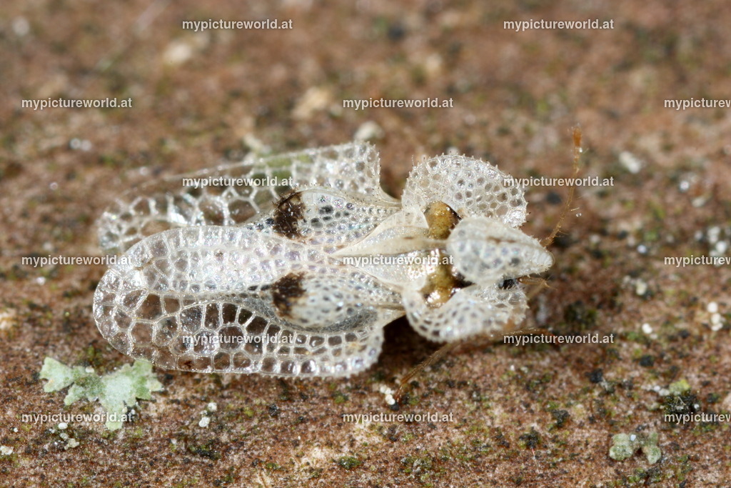 Corythucha ciliata-011 | Das Bilderarchiv über Tiere, Planzen und Landschaften. In der Bilddatenbank finden Sie ein große Auswahl an hochwertigen Bilder für Ihre Werbung - Realisiert mit Pictrs.com