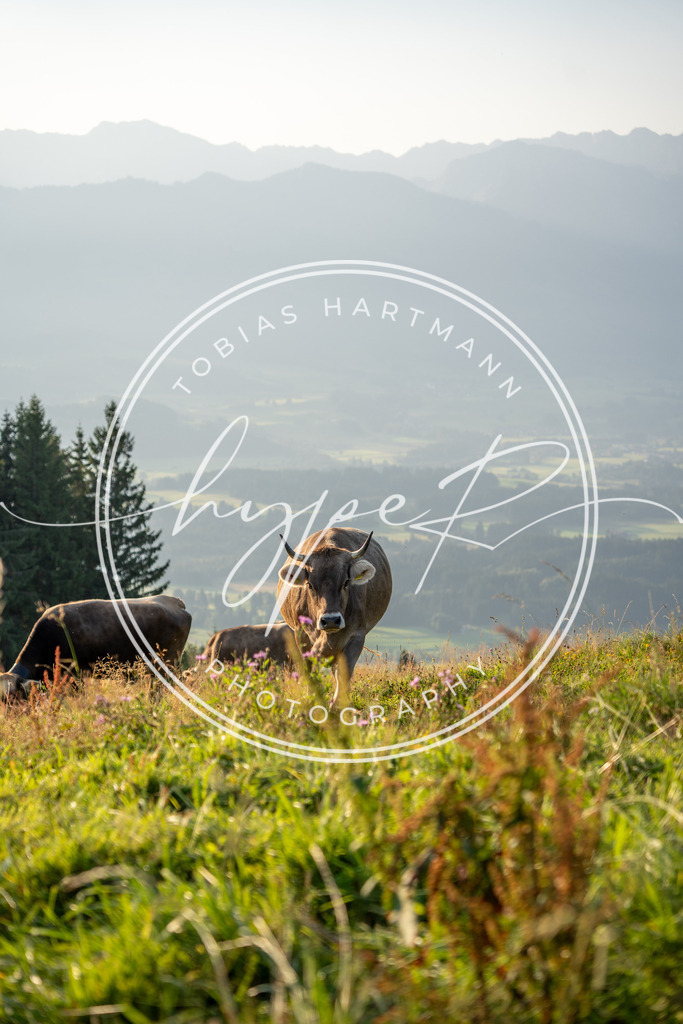 THA04926 | Hier findet ihr Bildergalerien & Fotos von Sportveranstaltungen & Events im Allgäu und Umgebung. 