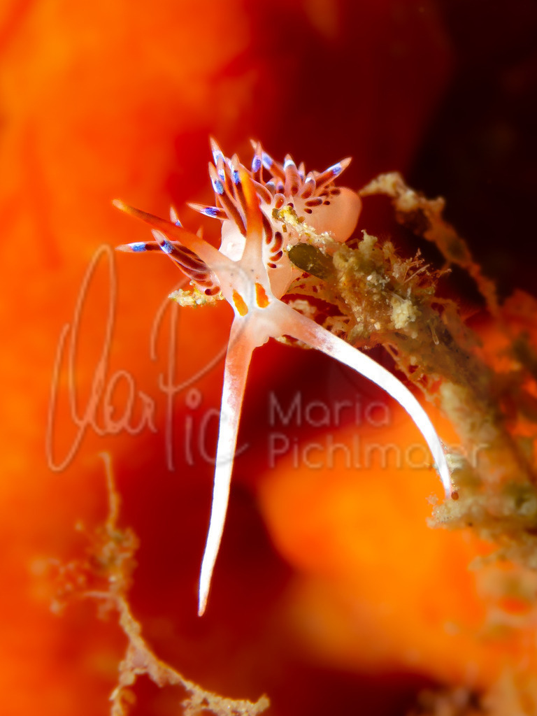 Cratena peregrina | nudibranch / Nacktschnecke / nudibranquio - Realisiert mit Pictrs.com