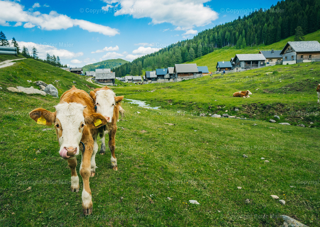 Wandern_Karnische_Milchstrasse_2020-185 | piet_flosse