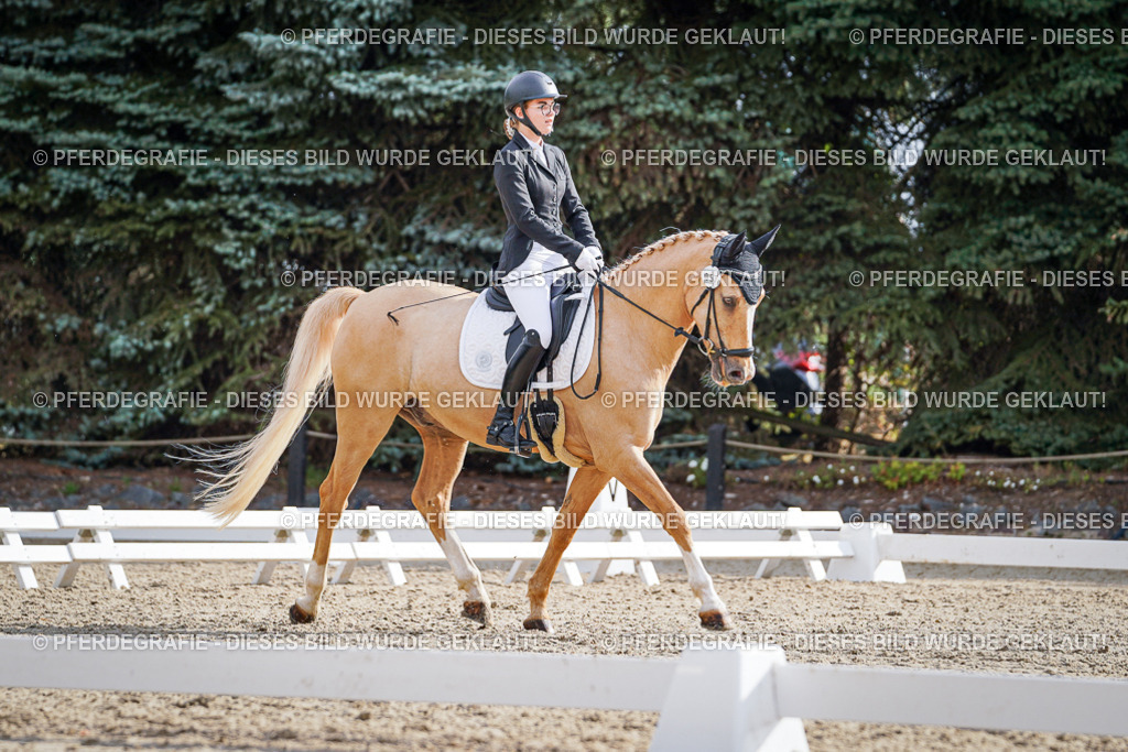 DSC00901 | Pferdegrafie