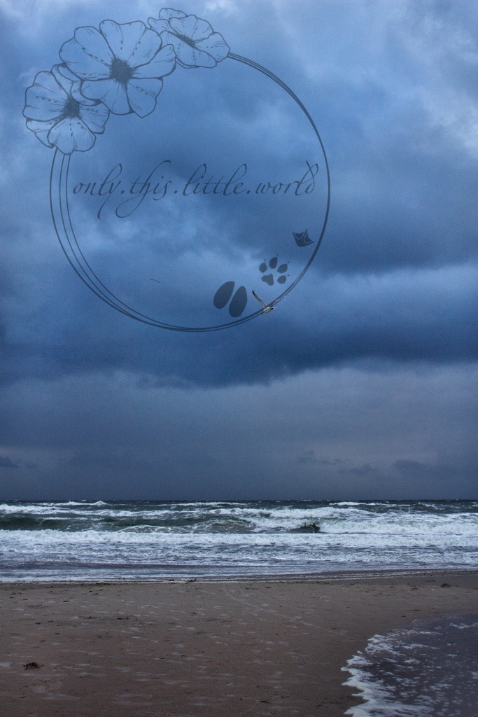 IMG_9199-01 | only.this.little.world - Realisiert mit Pictrs.com