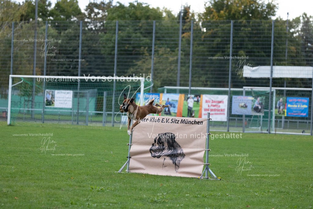 _16A4688 | Einzigartige Fotos von Hunden & Menschen –Actionfotos, Portraits, Vereinsaufnahmen & Paarshootings – authentisch, lebendig & mit Herz.