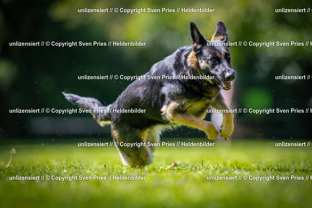 Sven Pries | 2025-08-10 - Hunderennen Durlach - Realisiert mit Pictrs.com