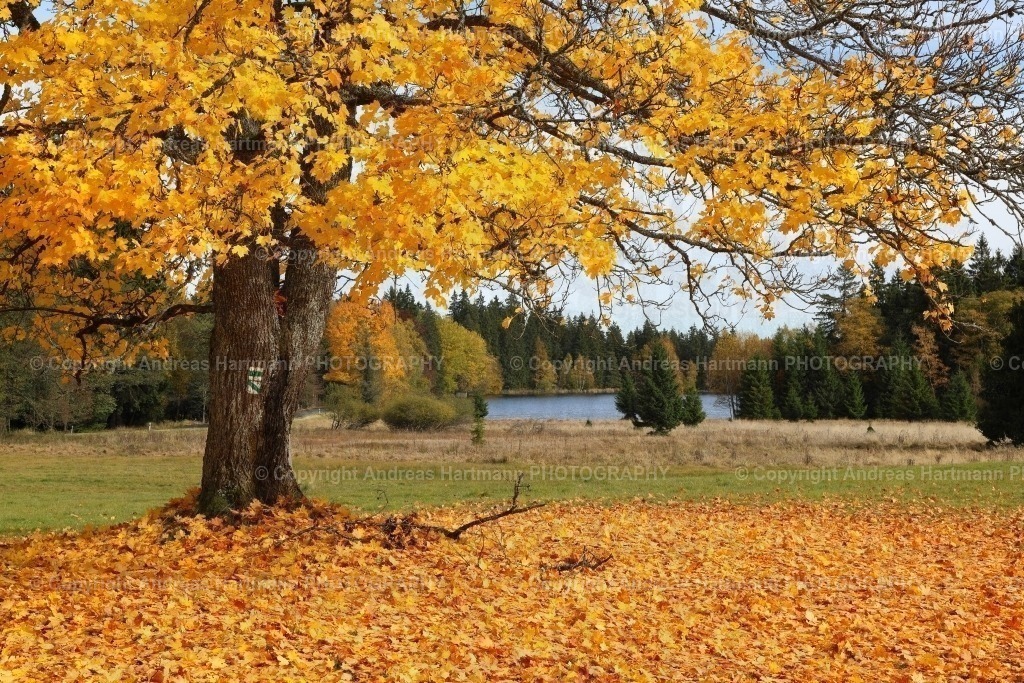 Herbststimmung in Kladska | Herbststimmung in Kladska - Realisiert mit Pictrs.com