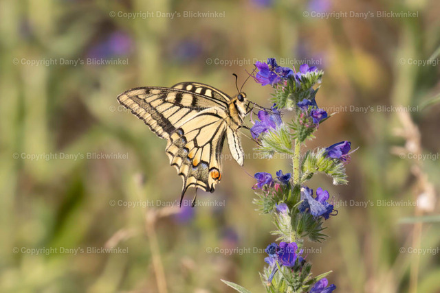 20188 | Tierfotografie, Tierkalender, Tierbilder, Insekten, Spinnen, Vögel, Schmetterling, Libellen, Leinwand, Colorkey, Qualität, Geschenkartikel, Geschenk - Realisiert mit Pictrs.com