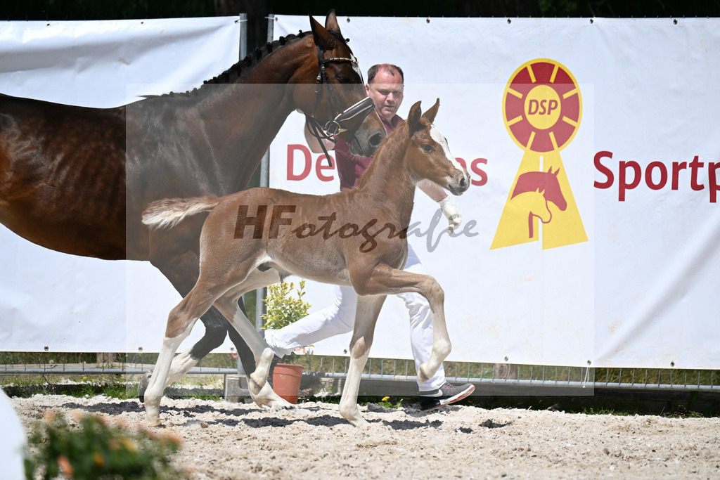 Esmeraldo x Comte_HF_Knott_10250474 | hf-fotografie - Realizzato con Pictrs.com