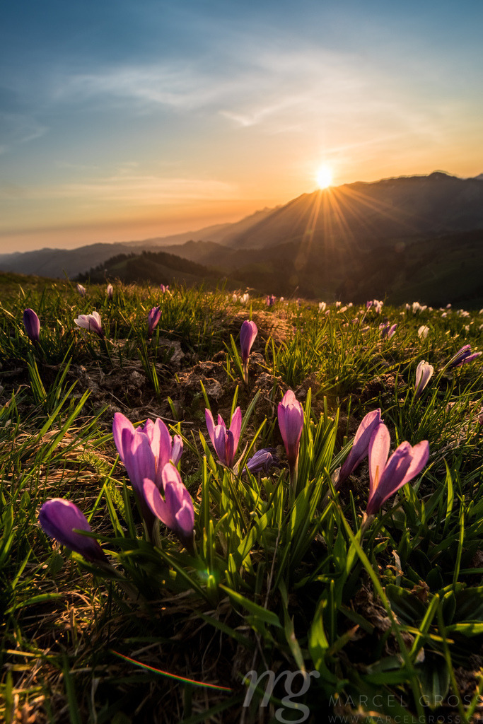 Sonnenaufgang im Frühling auf dem Rämisgümmen während der Krokusblüte, Emmental | sunrise during crocus blossom in Emmental - Realisiert mit Pictrs.com