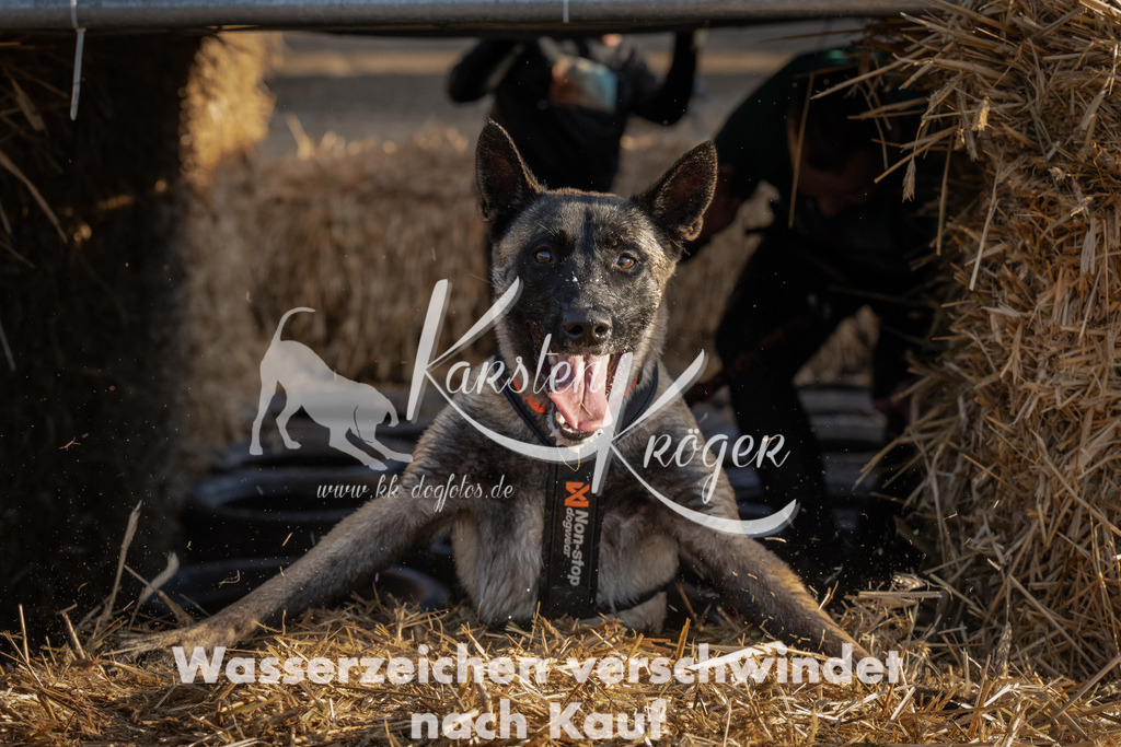 0945_ZZ94440 | kk-dogfotos