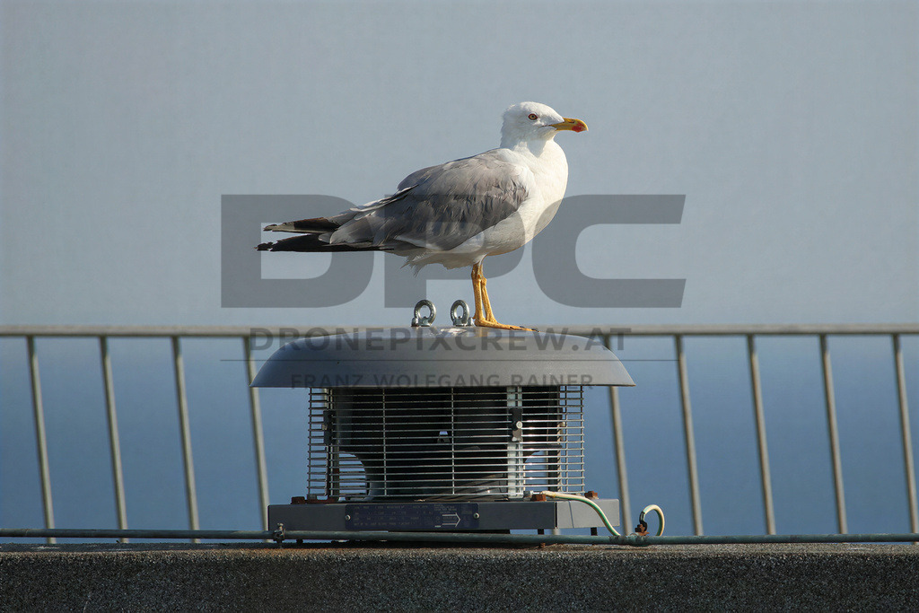 Yellow-legged Gull (Larus michahellis) | Yellow-legged Gull (Larus michahellis), a large gull species commonly found along Mediterranean coasts, rocky shorelines, harbours and coastal areas. - Realisiert mit Pictrs.com