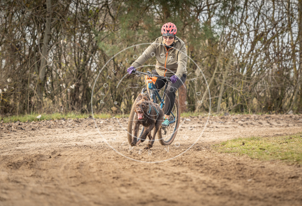 Pfotenfotografie_DV3A8969 | Hundefotografie, Tierfotograf, Pfotenfotografie, Fotoshooting Hund, Hunde Portrait, Hundesport, Hundeportraits, Heideshooting, Hunde, Sportfotograf, Hundefotograf, Turnierhundsport, THS,  - Realisiert mit Pictrs.com