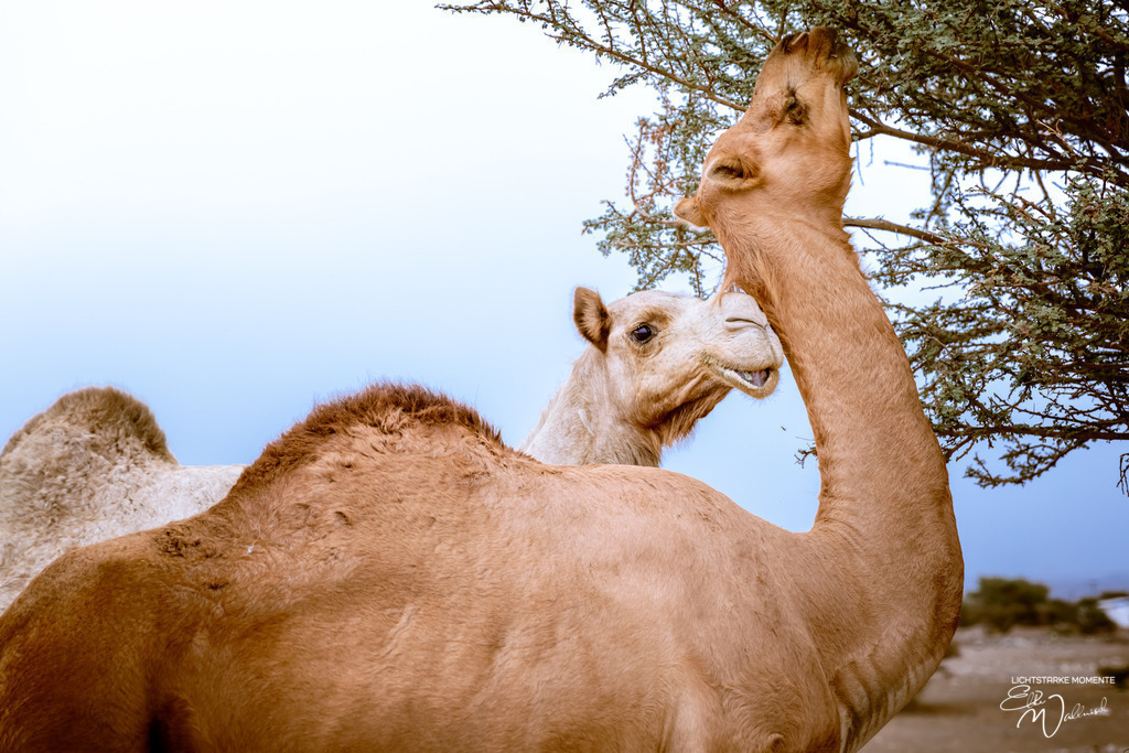 Dromedare irgendwo im Nirgendwo, zwischen Sur und Bidiyya, Oman | Herzlich willkommen auf meiner Seite! Ich bin Elke Wallnisch, Deine Fotografin für lichtstarke Momente. Der Name steht für alles, was mich mit der Fotografie verbindet: Das Licht und seine machtvolle Wirkung auf eine Situation oder unsere Stimmung - Realisiert mit Pictrs.com
