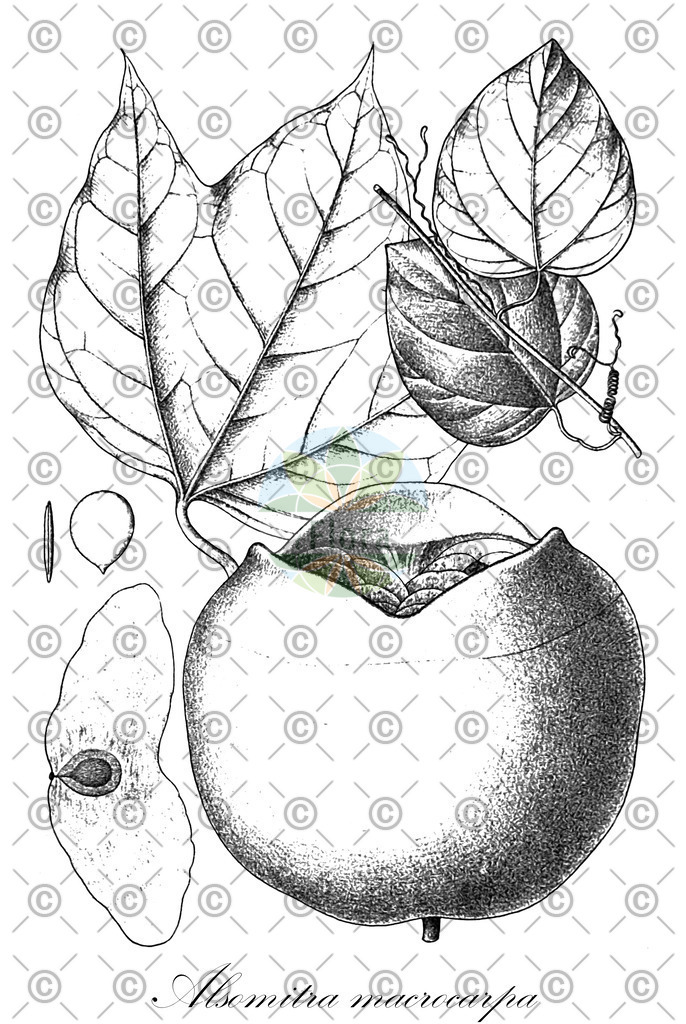 HistAbb_wfo-0000528348_1_ENZY_Simple | Historische Abbildung von Alsomitra macrocarpa - Cucurbitaceae | Historical Illustration of Alsomitra macrocarpa - Cucurbitaceae