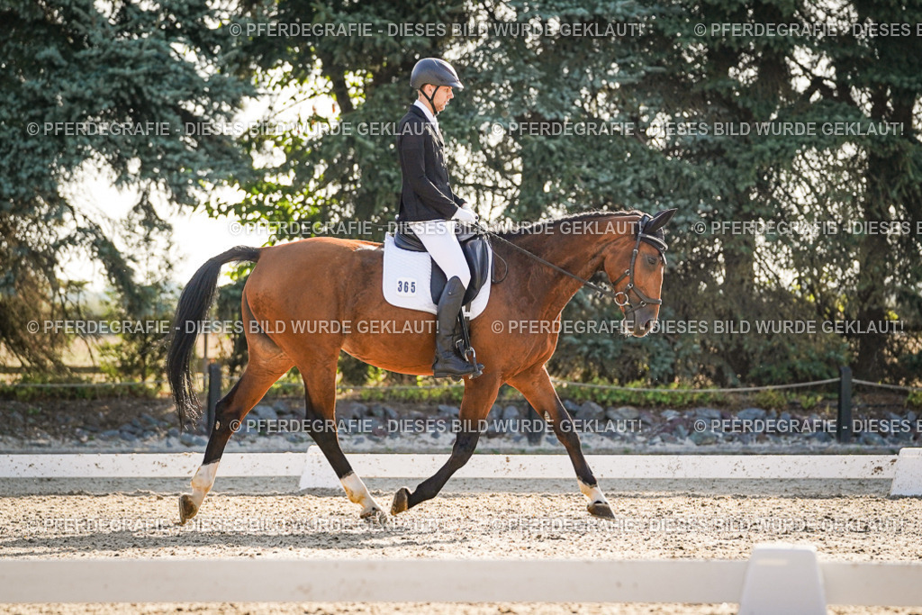 DSC08441 | Pferdegrafie