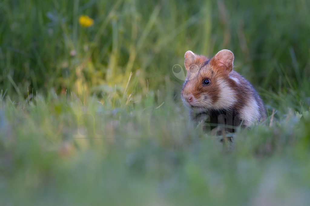 R5NF7260_20240512 | Der Feldhamster (Cricetus cricetus) ist die einzige Art der Gattung Hamster in Europa und etwa so groß wie ein Meerschweinchen. Er legt einen weit verzweigten Bau unter dem Acker an. Der hübsche Nager ernährt sich von Getreide und anderen Feldfrüchten und hält von circa Oktober bis April einen festen Winterschlaf. - Realisiert mit Pictrs.com