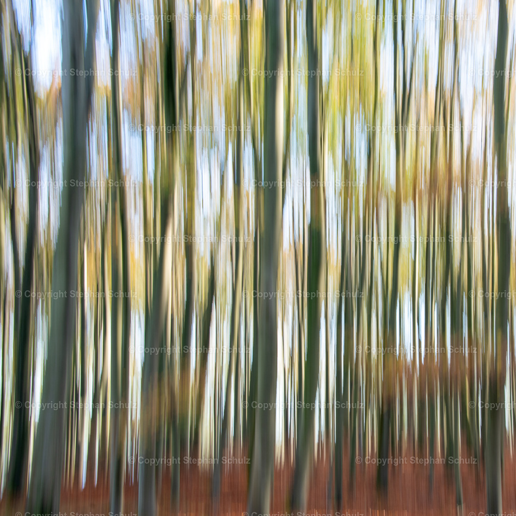 Wald im Herbst | Herbstwald mit Rotbuchen (Wischeffekt: Kamera bei der Aufnahme bewegt.) - Realisiert mit Pictrs.com