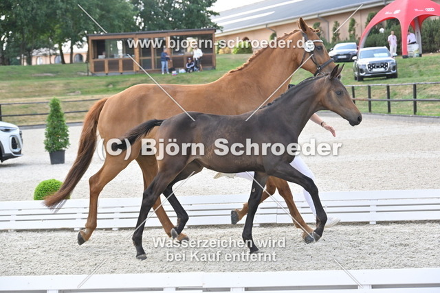 27_Escanto PS - Morricone_935_1871 | Björn Schroeder Pferdefotografie