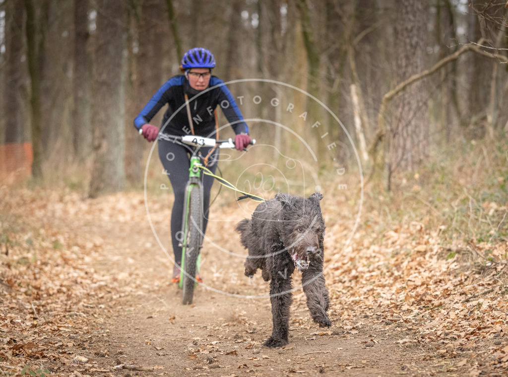 Pfotenfotografie_DV3A6867 | Hundefotografie, Tierfotograf, Pfotenfotografie, Fotoshooting Hund, Hunde Portrait, Hundesport, Hundeportraits, Heideshooting, Hunde, Sportfotograf, Hundefotograf, Turnierhundsport, THS,  - Realisiert mit Pictrs.com