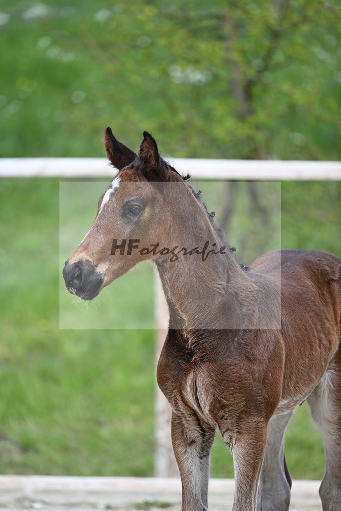 Vigaro x Chiccos Boy_HF_Weber_11240620 | hf-fotografie - Realisiert mit Pictrs.com