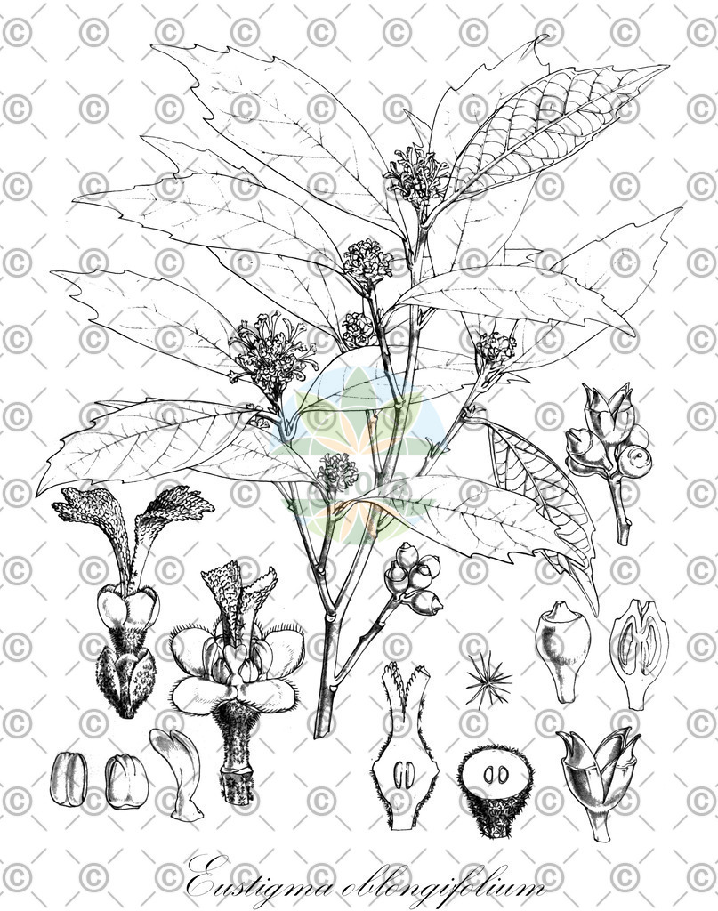HistAbb_wfo-0000767132_1_ENZY_Simple | Historische Abbildung von Eustigma oblongifolium - Hamamelidaceae | Historical Illustration of Eustigma oblongifolium - Hamamelidaceae