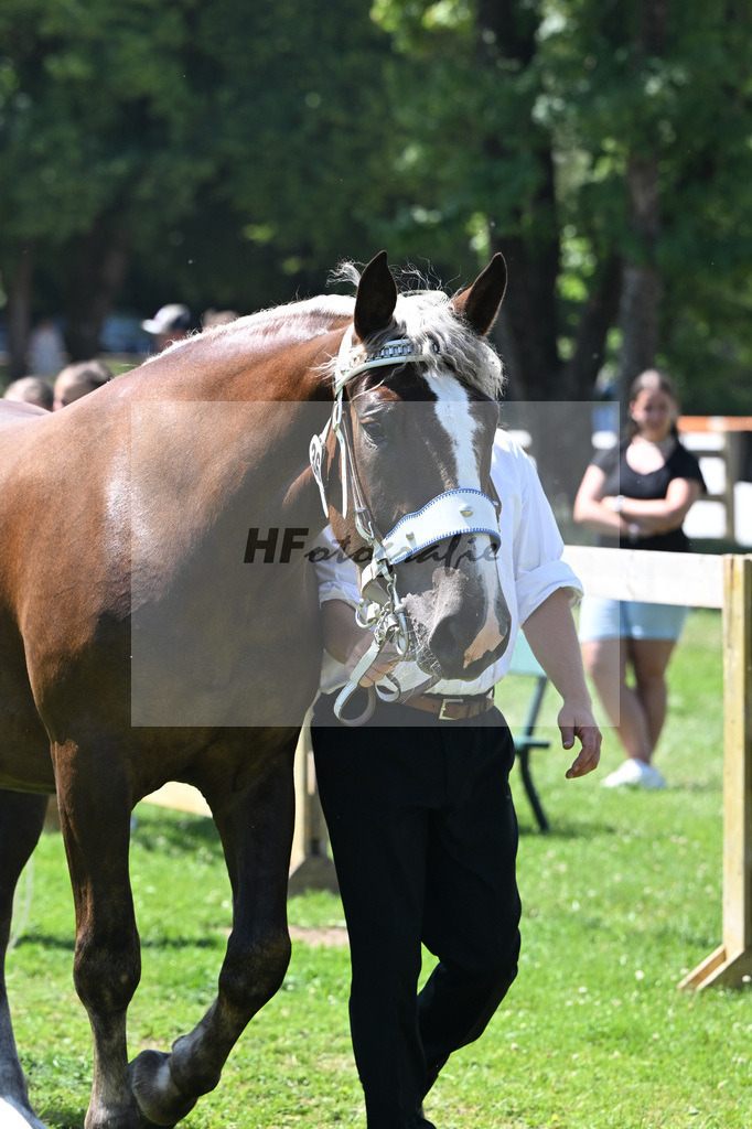 Kat-Nr. 36 Ella H v. Drago_Hoeck_18250655 | hf-fotografie - Realisiert mit Pictrs.com