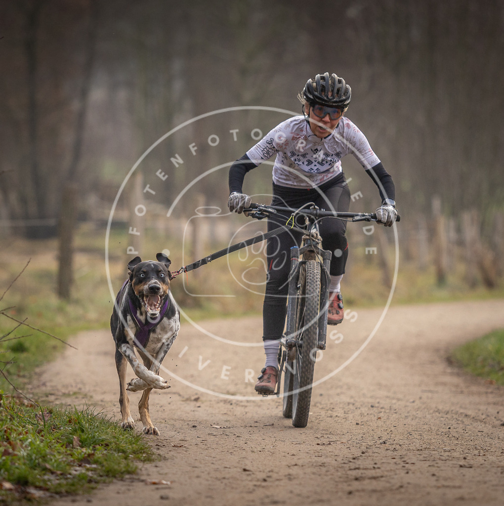 Pfotenfotografie_DV3A1609 | Hundefotografie, Tierfotograf, Pfotenfotografie, Fotoshooting Hund, Hunde Portrait, Hundesport, Hundeportraits, Heideshooting, Hunde, Sportfotograf, Hundefotograf, Turnierhundsport, THS,  - Realisiert mit Pictrs.com