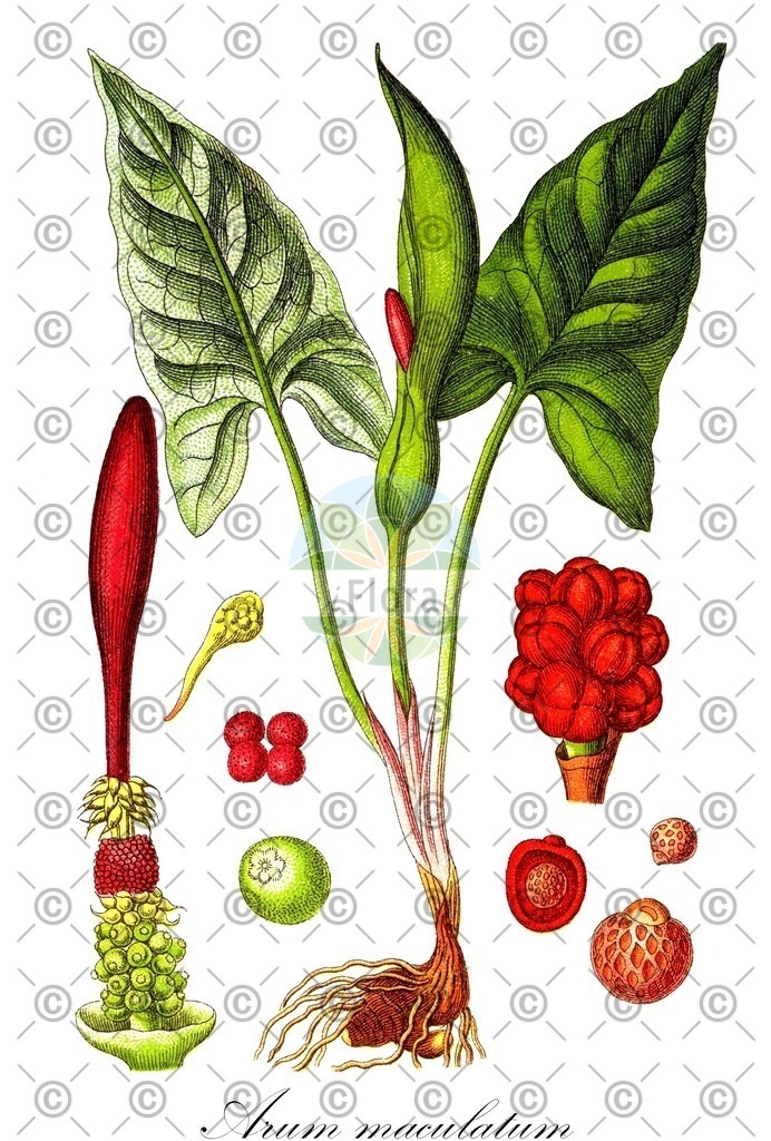 HistAbb_EMP_4247_SRC_Schlechtendal_FLORAD_SIMPLE | Historische Abbildung von Arum maculatum - Araceae (Gefleckter Aronstab;Aronstab;Gemeiner Aronstab;Gemeiner Aronsstab) | Historical Illustration of Arum maculatum - Araceae