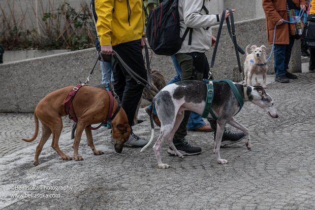 Galgomarsch2025-48 | Augenblicke kommen und gehen, Erinnerungen bleiben. Als Tierfotografin schaffe ich liebevolle Erinnerungen an unsere tierischen Familienmitglieder, ohne Stress und Druck.
Buchbar für den Raum München und Landkreis Dachau  - Realisiert mit Pictrs.com