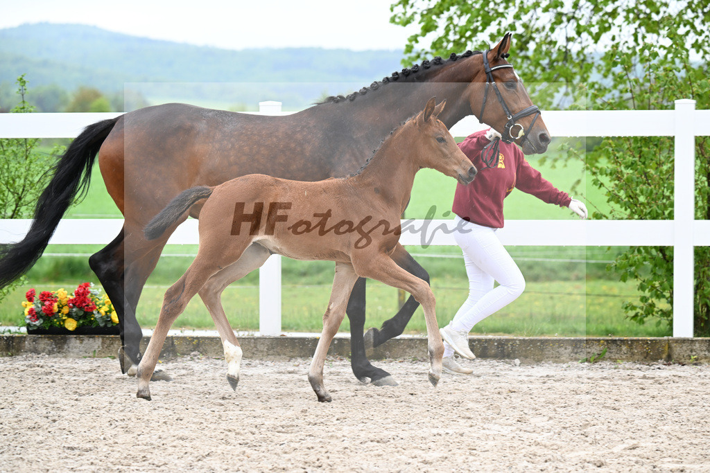 Kat-Nr. 41 SF Comanchero x Zinedream_Wanner_23261420 | hf-fotografie - Realisiert mit Pictrs.com