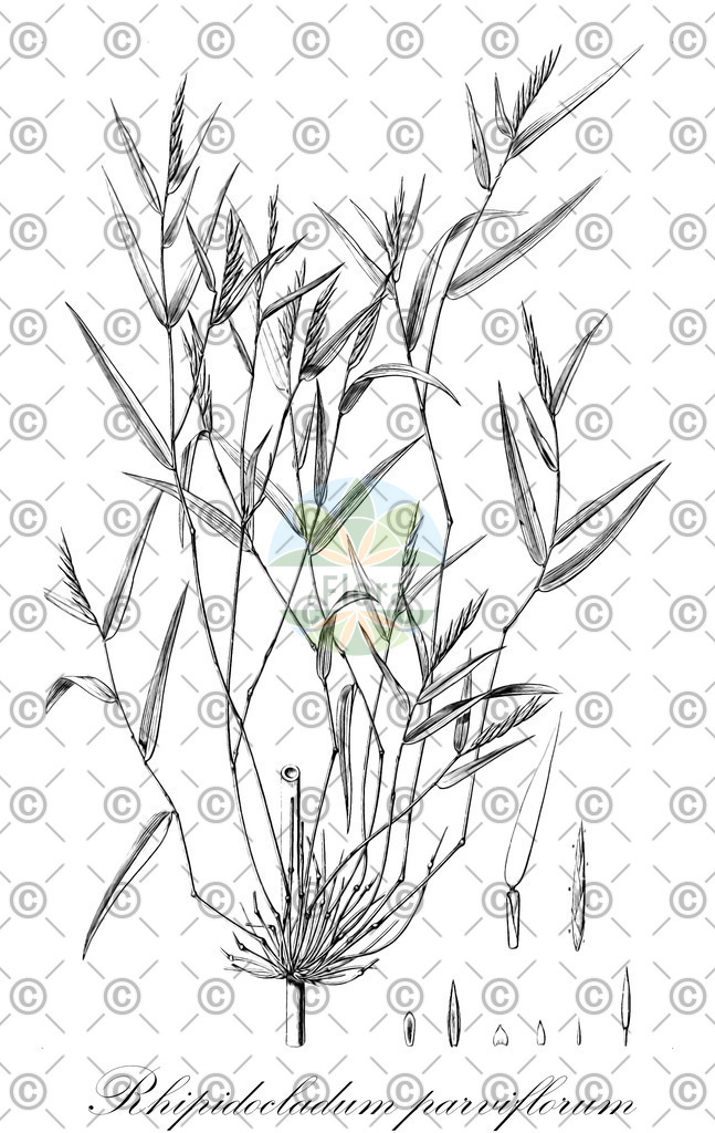 HistAbb_78VN_1_ENZY_Simple | Historische Abbildung von Rhipidocladum parviflorum - Poaceae | Historical Illustration of Rhipidocladum parviflorum - Poaceae