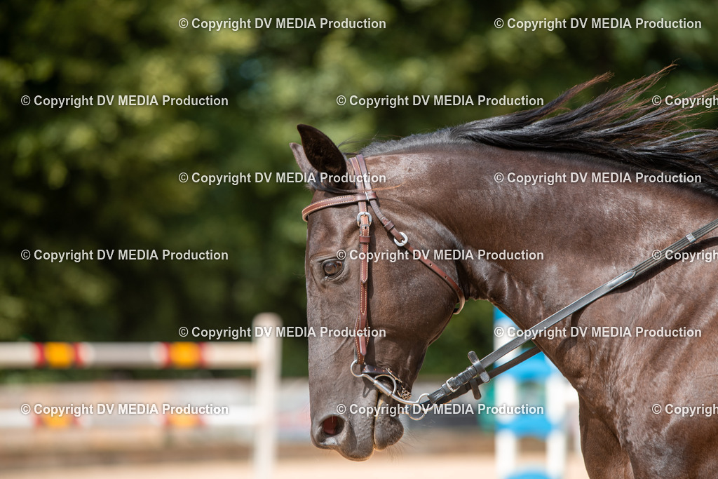 EWP_6735 | dv-media-shop - Realisiert mit Pictrs.com