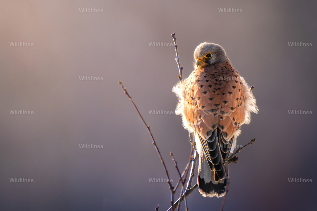 Wildlinse-260215-1 | Willkommen bei Wildlinse. Wildtierfotografien aus Schleswig-Holstein: Entdecke einzigartige Fine-Art-Prints und Poster, die Ruhe, Wildnis und die Schönheit unserer heimischen Tierwelt in dein Zuhause bringen. - Realisiert mit Pictrs.com