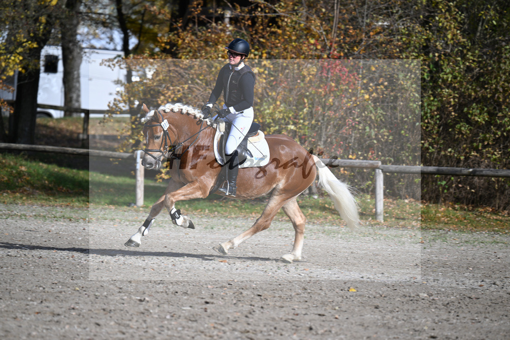 Kat-Nr. 1 Andiamore PBS v. Amore Mio_Schauermann_43250518 | hf-fotografie - Realisiert mit Pictrs.com